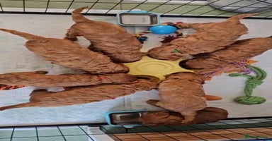 Cavapoo dogs - Advert 5