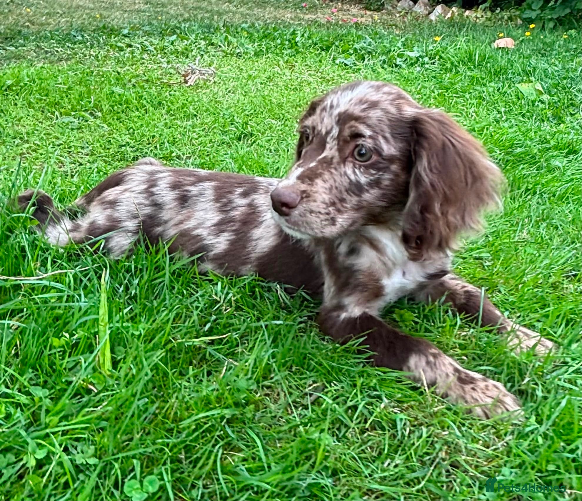 Cocker Spaniel dogs Cocker spaniel puppies  - Advert 2