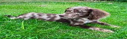 Cocker Spaniel dogs for sale: Cocker spaniel puppies  in ELY - Advert 2