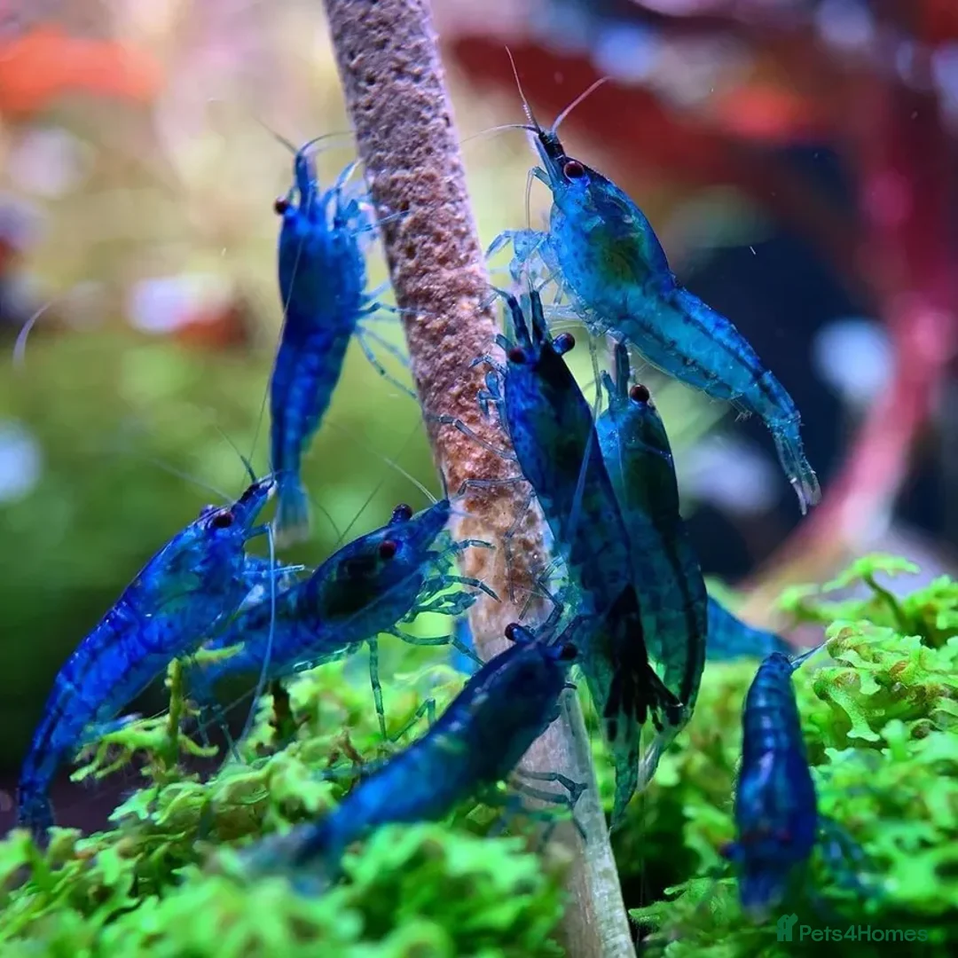 Live Bearers fish for sale: Killifish and Shrimp  - Image 6