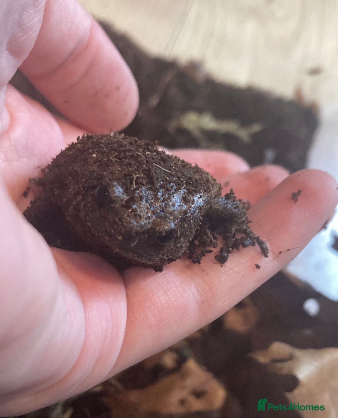 Frog reptiles for sale: Chubby frog - Banded Bullfrog - 1 year old female - Advert 3