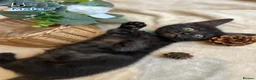 Maine Coon cats for sale: Maine Coon x Kittens | Black Smoke Mum 🖤🤍 - Advert 7
