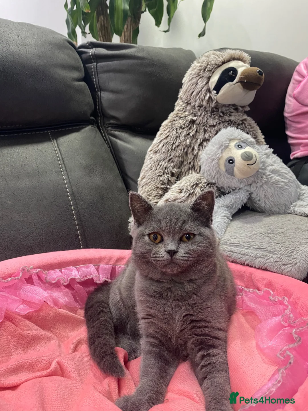 British Shorthair cats for sale: British shorthair kittens “READY NOW” - Advert 2