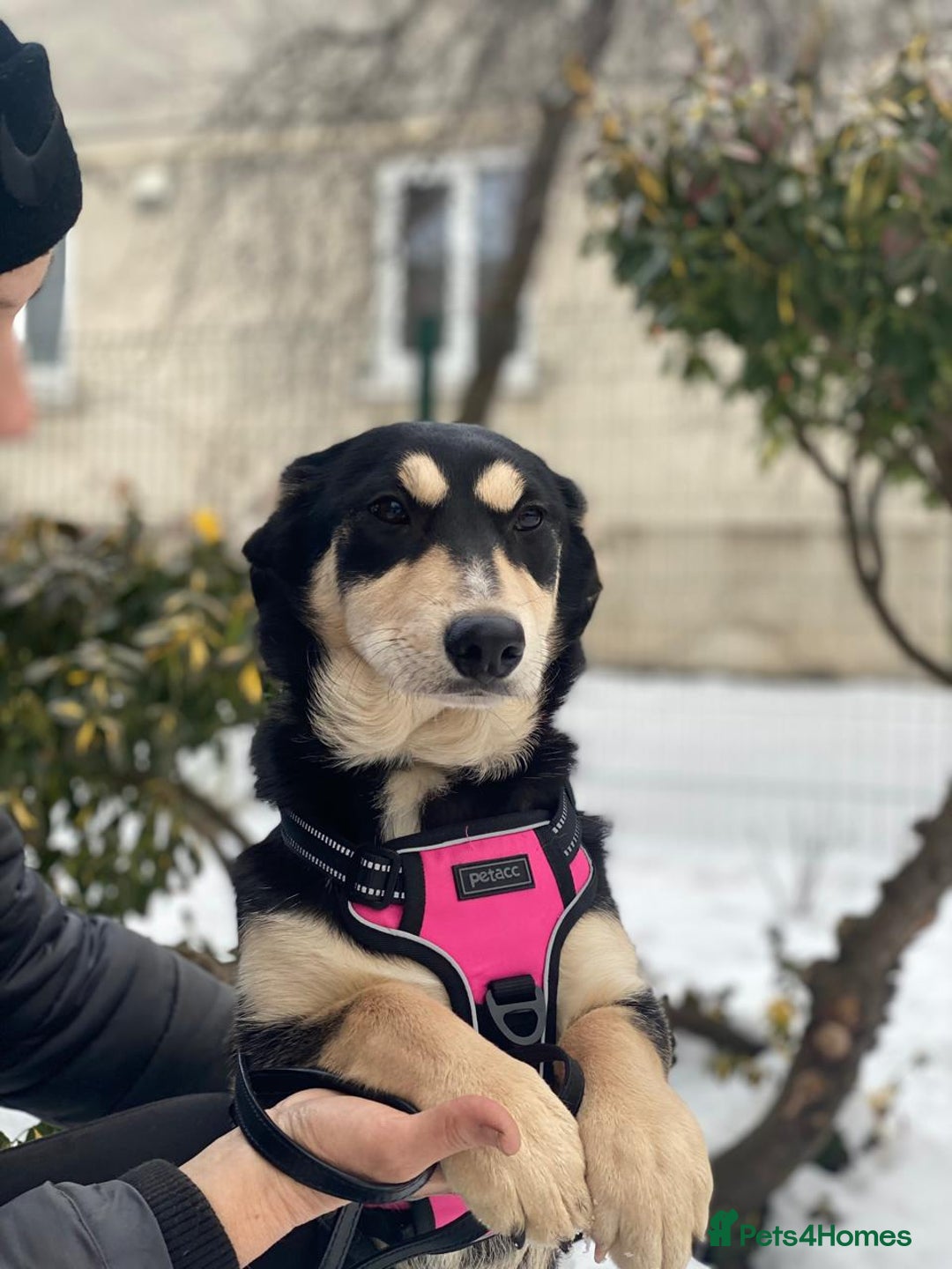 Mixed Breed dogs for adoption: 💖🐶 LADY AND DORY 🐶💖 - Advert 9