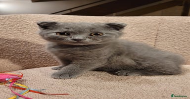 British Shorthair cats - Advert 8