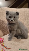 British Shorthair cats - Advert 8
