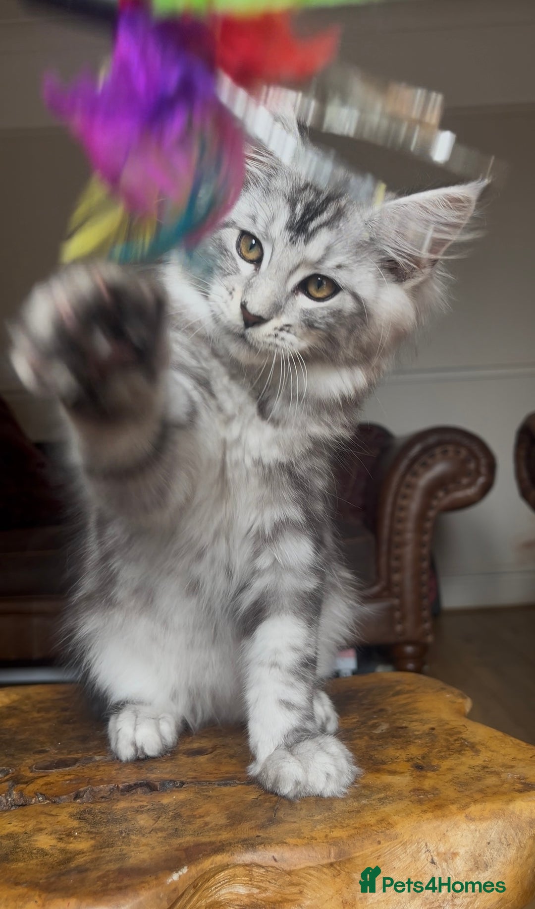 Maine Coon cats for sale: LRC MCS - ONE BLACK SMOKE FEMALE AVAILABLE - Image 13