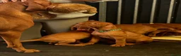 Hungarian Vizsla dogs for sale: Gorgeous Hungarian Vizsla puppies  - Advert 29
