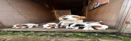 Jack Russell dogs for sale: 3 female Jack Russell puppies ready to go - Advert 24