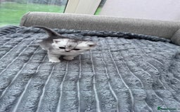 Brazilian Shorthair cats for sale: Kittens  - Image 6