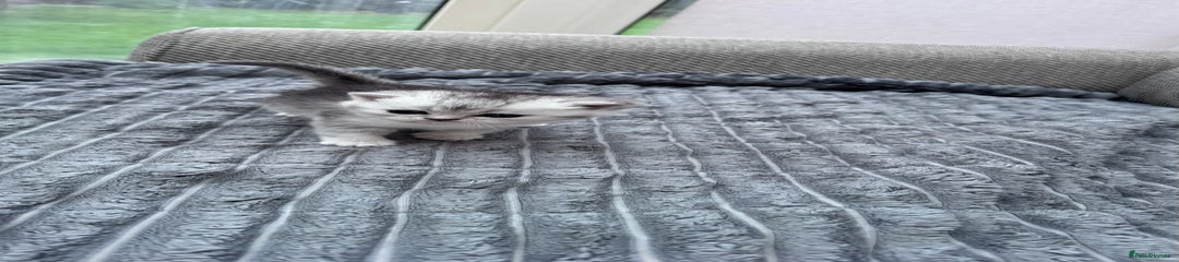 Brazilian Shorthair Kitten 5