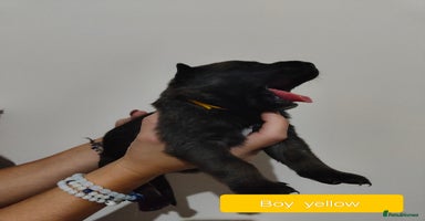 Belgian Shepherd Dog dogs - Advert 1