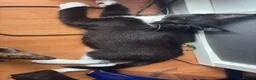 Mixed Breed cats for sale: LAST FEMALE TUXEDO AVAILABLE  - Advert 3