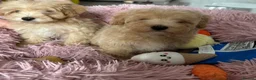 Maltipoo dogs for sale: Maltipoo puppies READY NOW ! - Advert 3