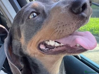 Miniature Dachshund dogs - Advert 10