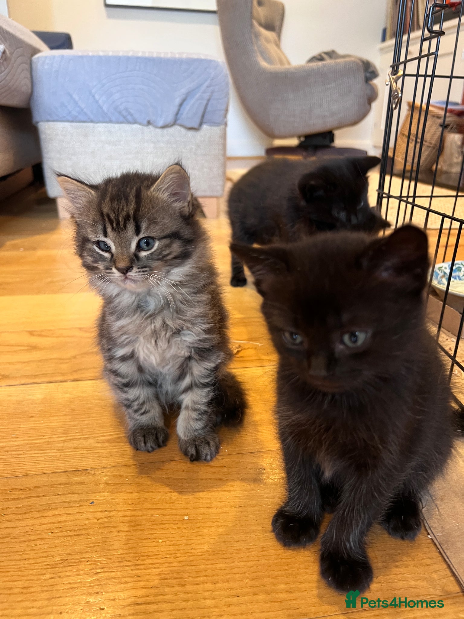 Mixed Breed cats Gorgeous grey & black Abyssinian/British shorthair - Advert 8