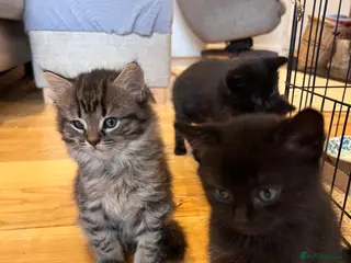 Mixed Breed cats Gorgeous grey & black Abyssinian/British shorthair - Advert 8