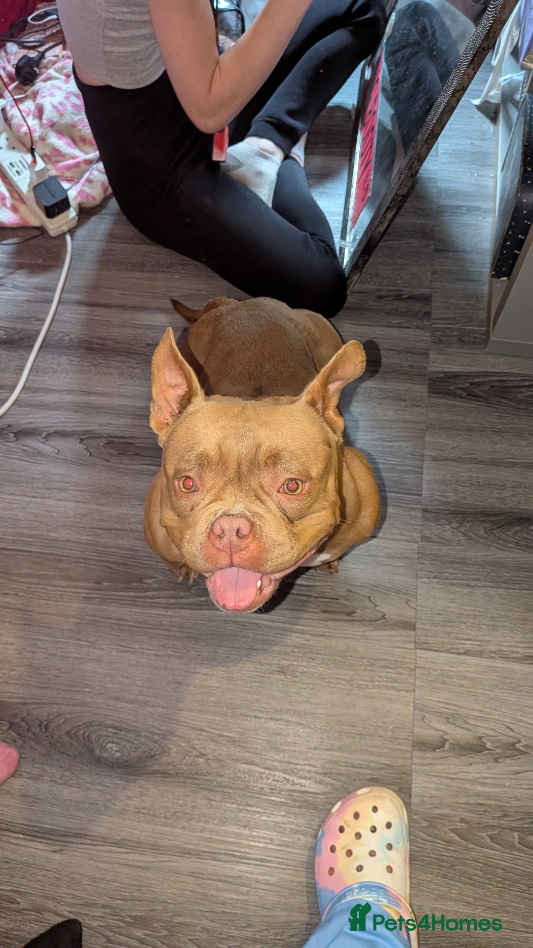 American Bully dogs for sale: Micro bully female  - Image 1