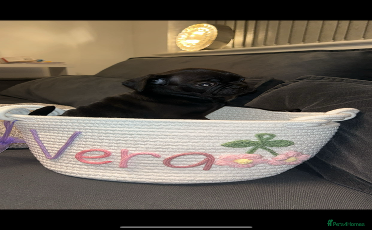 Frug dogs - Advert 1