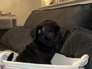 Frug dogs - Advert 3