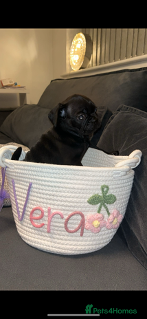 Frug dogs - Advert 3