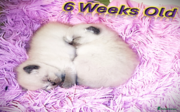 British Shorthair cats for sale: BSH Kittens Ready For New Homes Now - Image 19