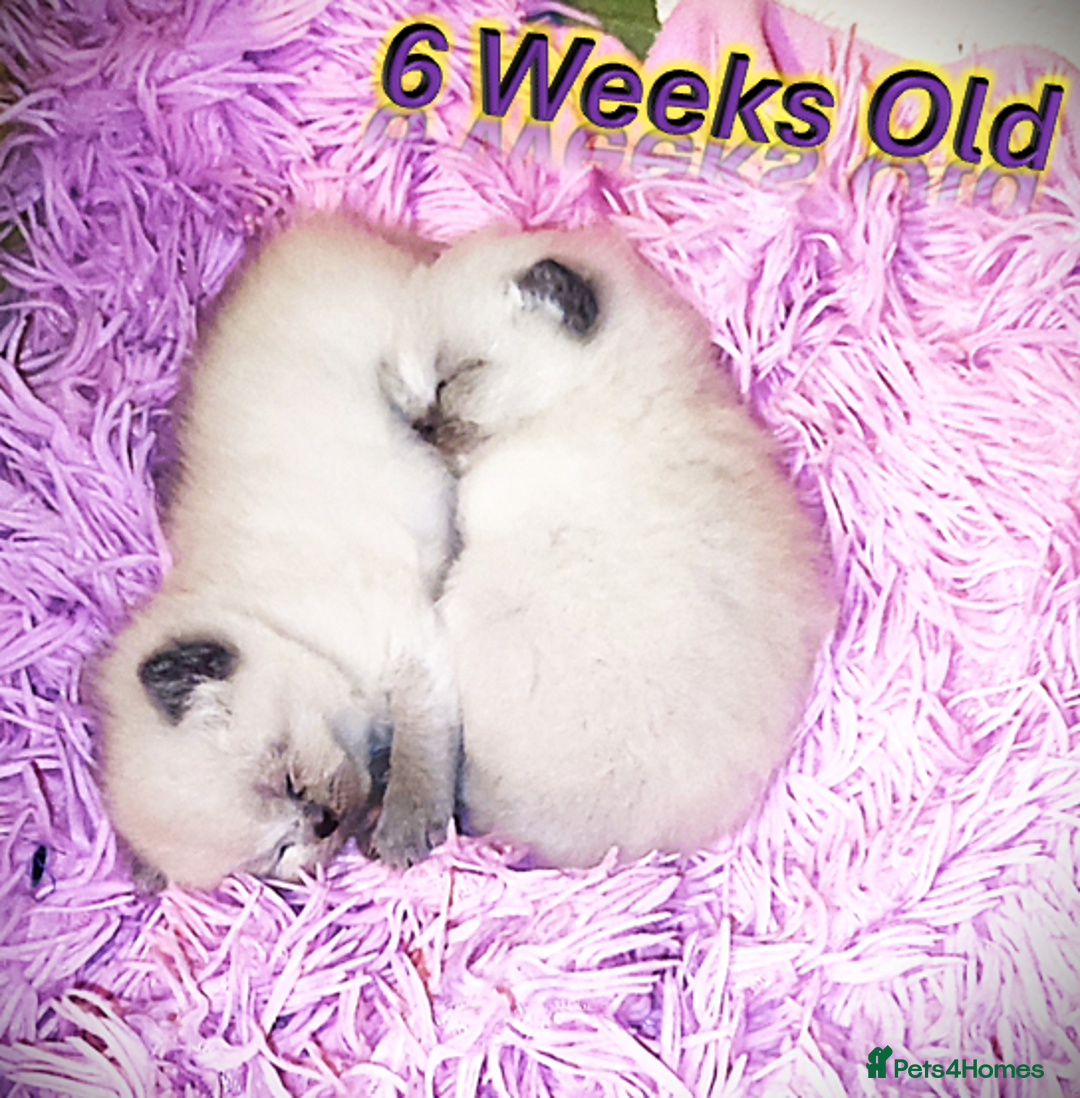 British Shorthair cats for sale: BSH Kittens Ready For New Homes Now - Image 19