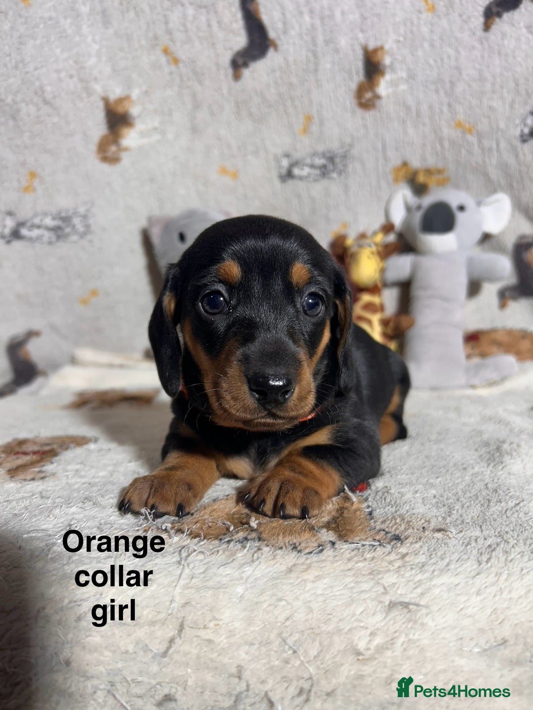 Dachshund dogs for sale: Black tan dachshund puppies  - Advert 8