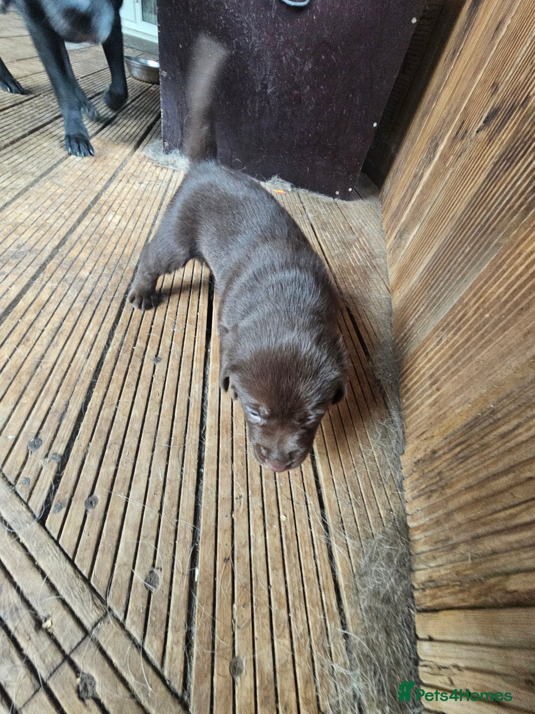 Labrador Retriever dogs for sale: Chocolate Labradors Retriever puppies  - Image 9