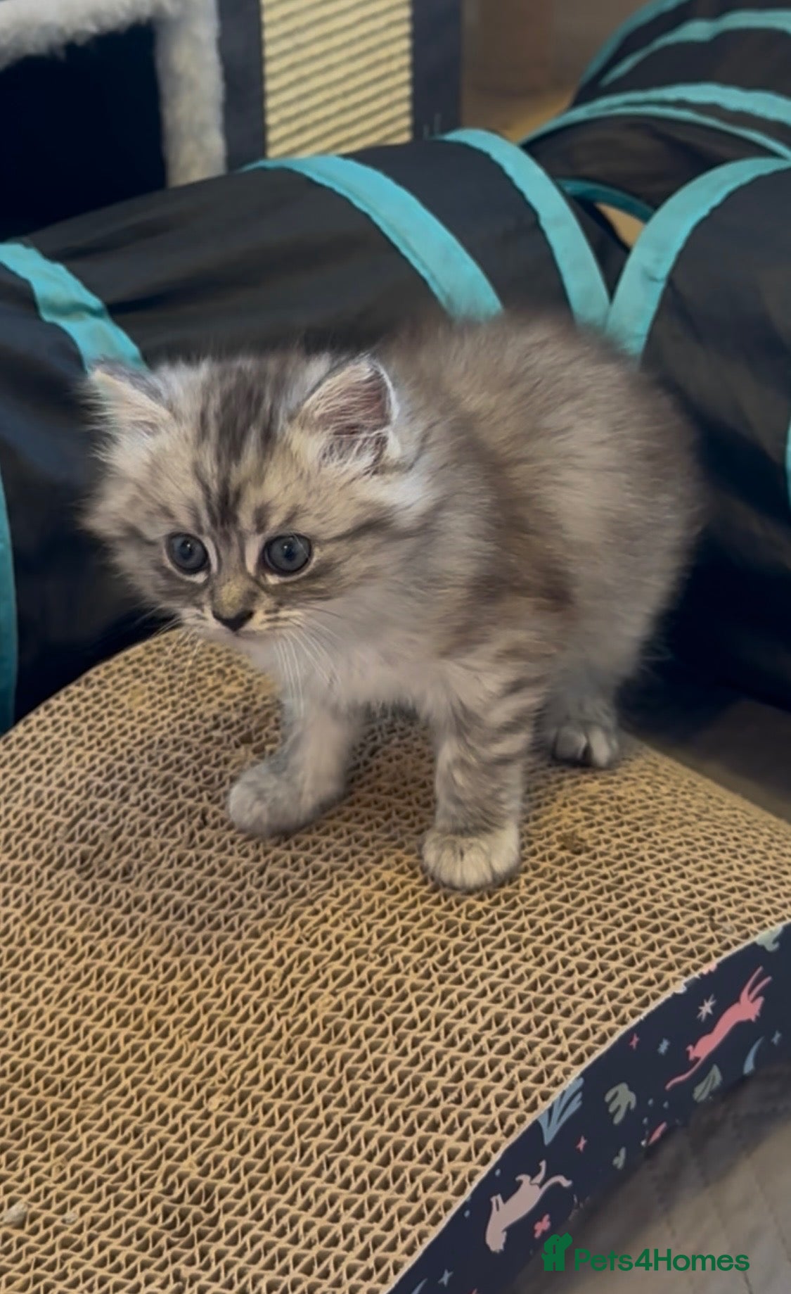Persian cats FLUFFIEST PERSIAN-RAGDOLL KITTENS - Advert 4