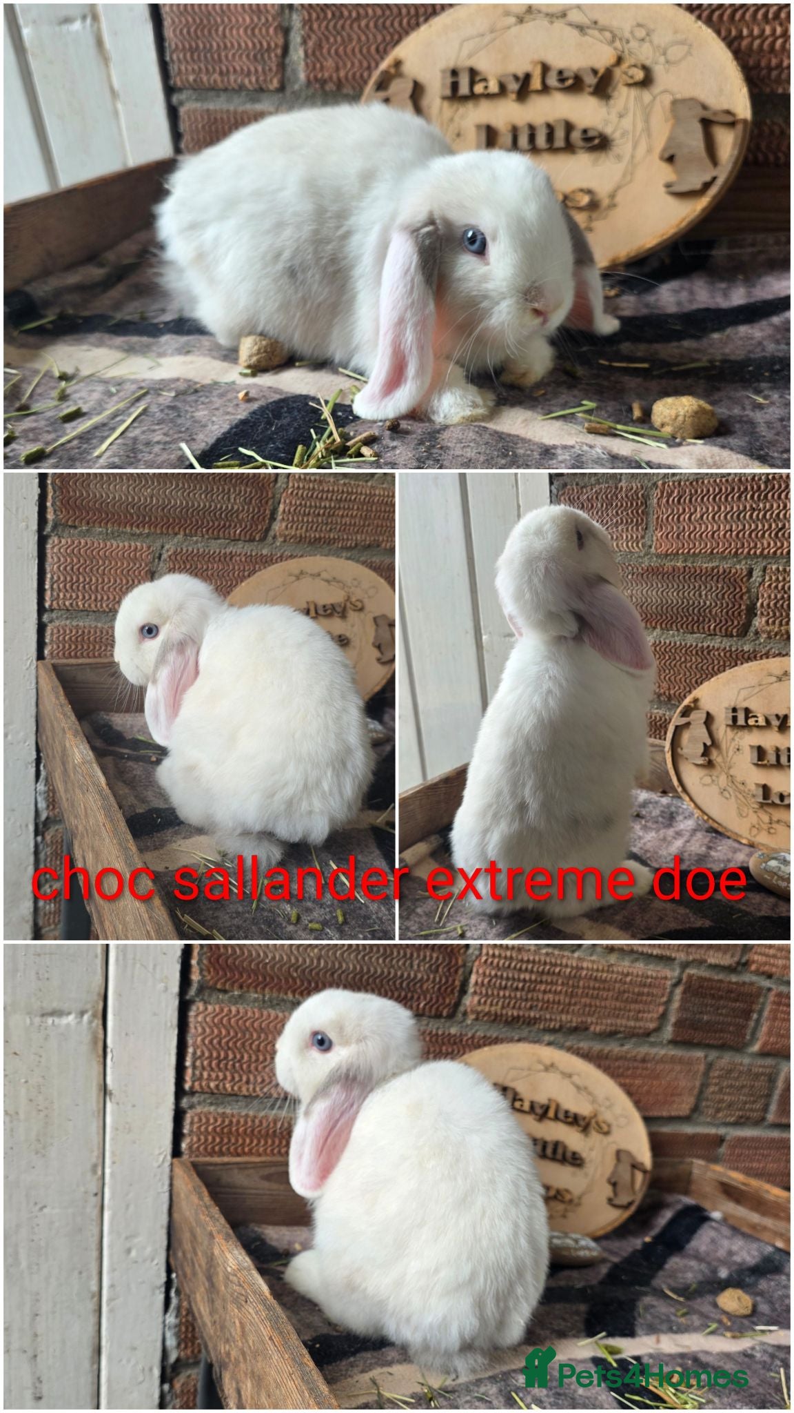 Mini Lop rabbits READY NOW Gorgeous pure breed mini lops  - Advert 2