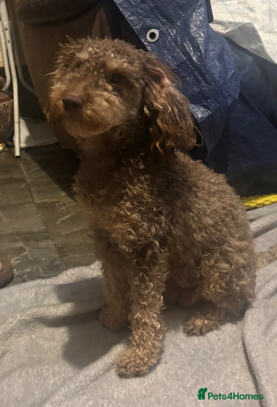 Miniature Poodle dogs for sale: Beautiful Miniature poodles - Advert 2