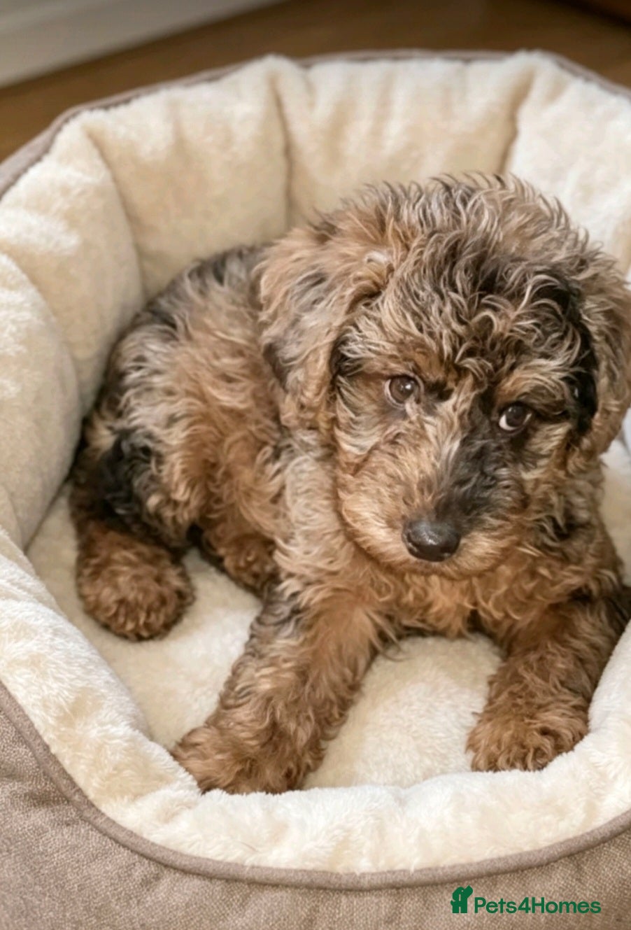 Mixed Breed dogs Foodle Puppies  - Advert 7