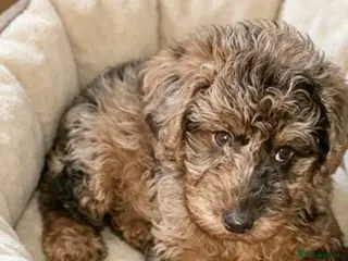 Mixed Breed dogs Foodle Puppies - Advert 7