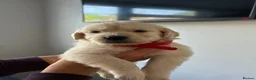 Golden Retriever dogs for sale: Beautiful golden retriever puppies - Advert 6