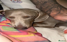 Miniature Dachshund dogs for sale: Mini Dachshund  - Image 3