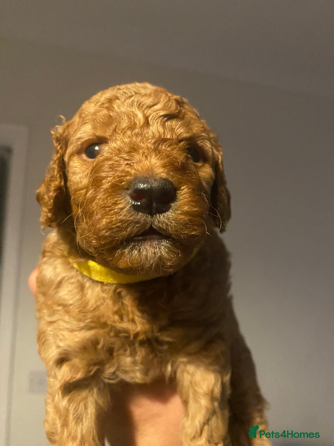 Cavapoo dogs for sale: Cavapoo puppy’s  - Image 7