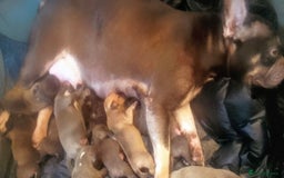 Mixed Breed dogs for sale: French Bulldog x Staffie Puppies - Rare colours - Image 18