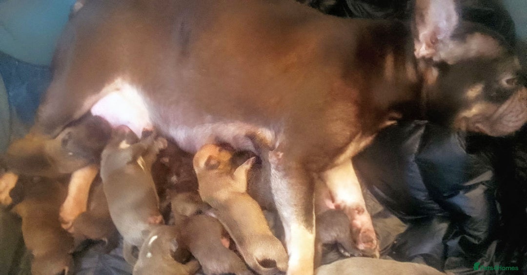 Mixed Breed dogs for sale: French Bulldog x Staffie Puppies - Rare colours - Image 18