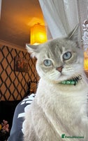 Scottish Fold cats Lovely Scottish Straight boy for stud in Milton Keynes - Advert 5
