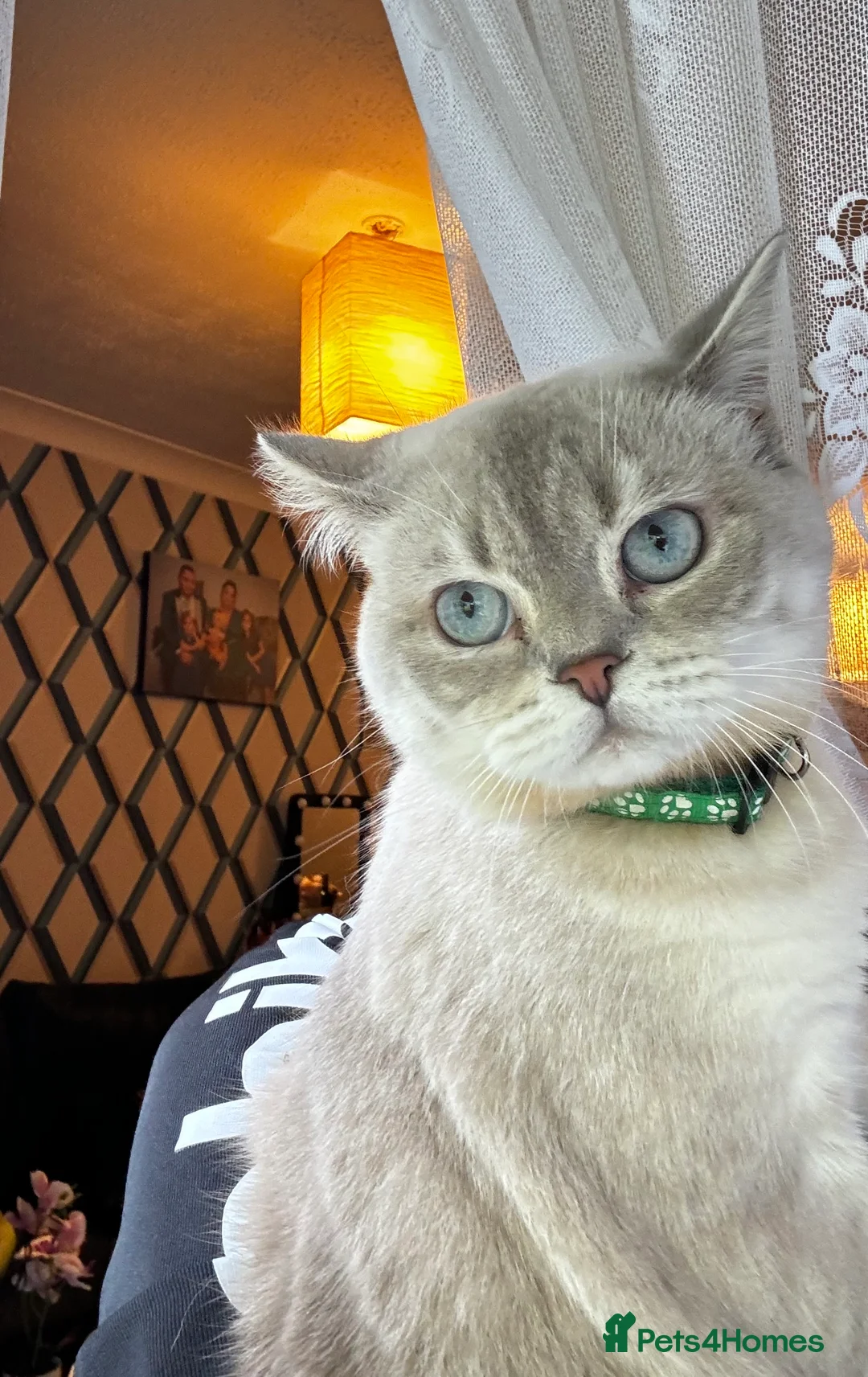 Scottish Fold cats for stud: Lovely Scottish Straight boy for stud in Milton Keynes - Advert 4