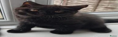 Gina