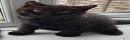 British Shorthair cats for sale: Beautiful Black BSH Kittens £995 GCCF ready 18/9 - Advert 26