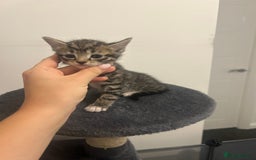 Bengal cats for sale: 7 bengal cross kittens  - Image 7