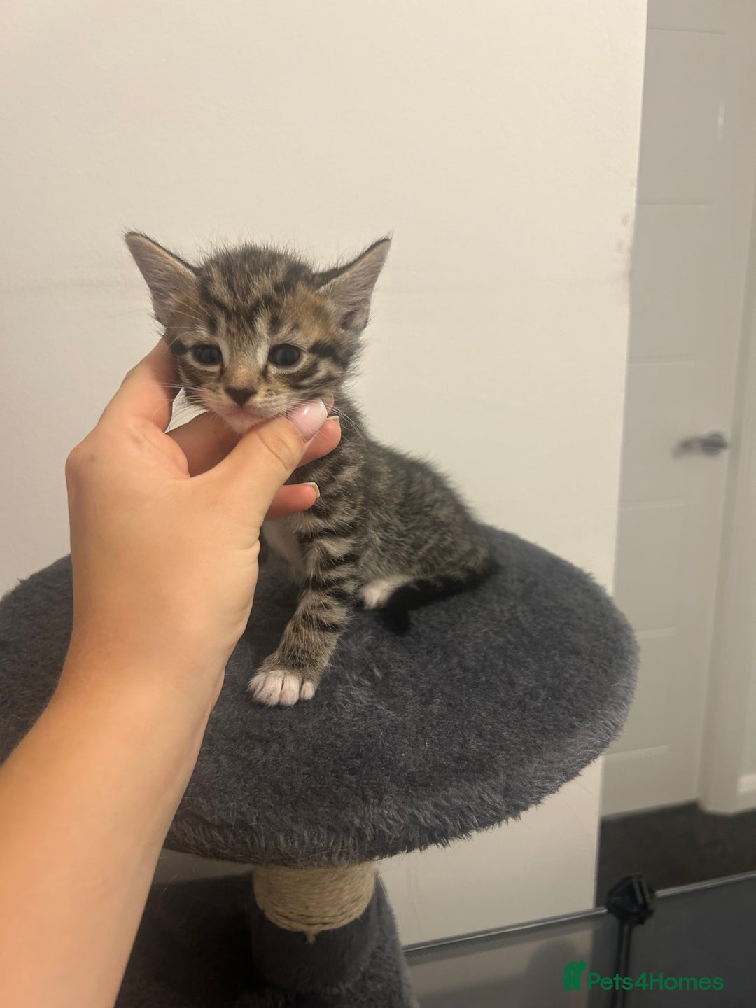 Bengal cats for sale: 7 bengal cross kittens  - Image 7