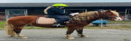 Welsh Section C horses for sale: Fleshy Chestnut Welsh pony  - Advert 3