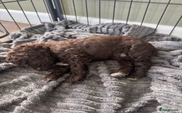 Cockapoo dogs for sale: Adorable chocolate cockapoos  - Image 7