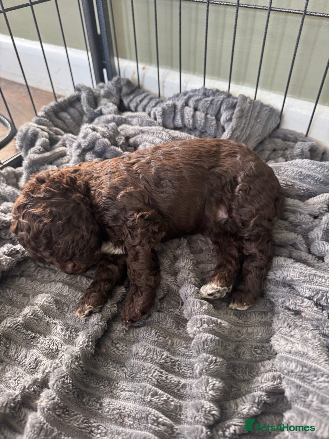 Cockapoo dogs for sale: Adorable chocolate cockapoos  - Image 7