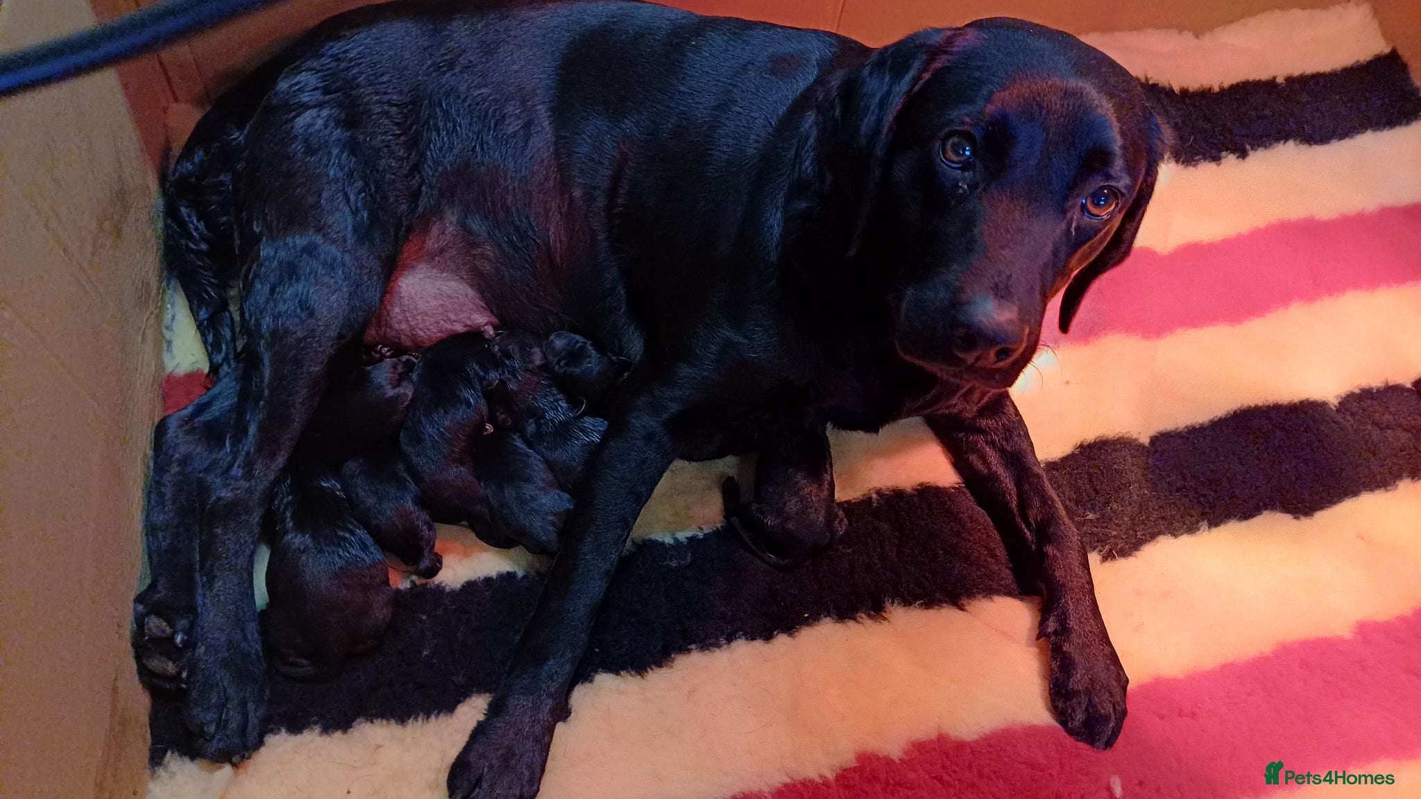 Labrador Retriever dogs BLACK LABRADOR DOG PUPPY FOR SALE  - Advert 2