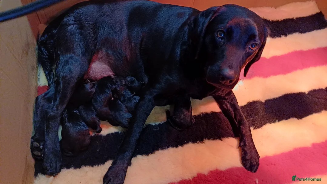 Labrador Retriever dogs for sale: BLACK LABRADOR DOG PUPPY FOR SALE  - Advert 1